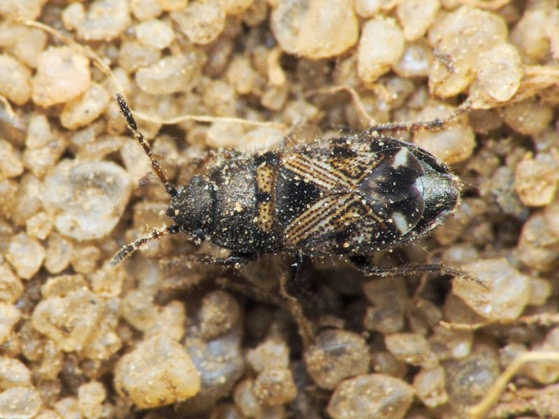 Pionosomus opacellus Horváth, 1895
